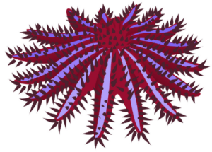 Crown of Thorns Starfish Raja Ampat