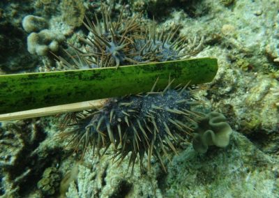 Raja Ampat Marine Park Authority Crown of Thorns Starfish 10